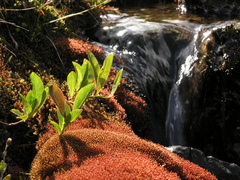 Ptychostomum cryophilum