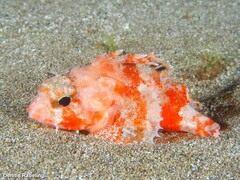 Scorpaena notata