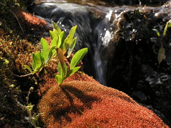 Ptychostomum cryophilum