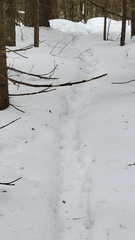 Odocoileus virginianus borealis