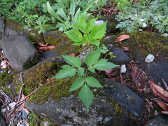 Angelica triquinata