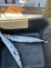 Acanthocybium solandri