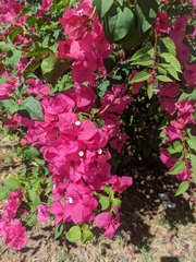 Bougainvillea glabra