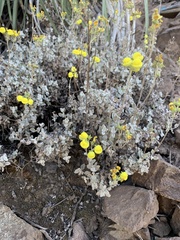 Calceolaria polifolia