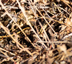 Masticophis lateralis euryxanthus