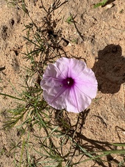 Ipomoea bolusiana