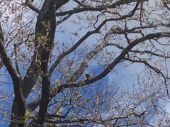 Hemiphaga novaeseelandiae