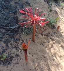 Brunsvigia orientalis