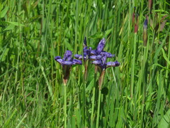Iris sanguinea