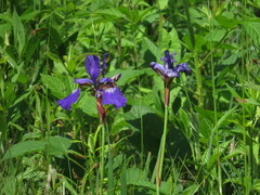 Iris sanguinea