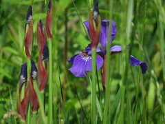 Iris sanguinea