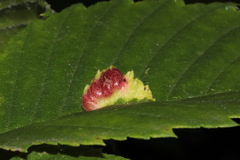 Colopha ulmicola