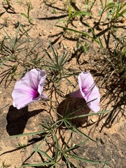 Ipomoea bolusiana