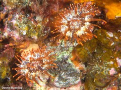 Telmatactis cricoides