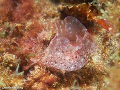 Aplysia punctata