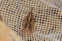 Eurinopsyche obscurata