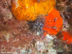 Diadema africanum