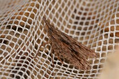 Eurinopsyche obscurata