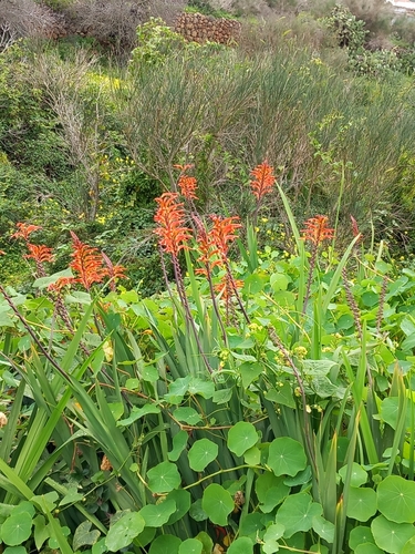 Chasmanthe floribunda image