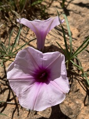 Ipomoea bolusiana