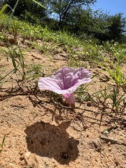 Ipomoea bolusiana
