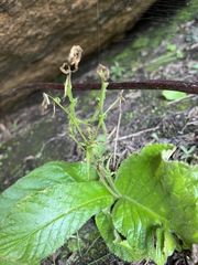 Streptocarpus davyi image