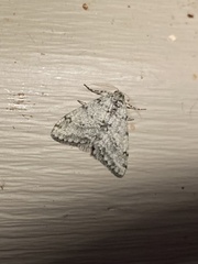 Phigalia strigataria