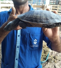 Mesoclemmys tuberculata