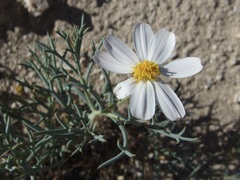 Nicolletia trifida