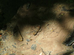 Cambarus bartonii cavatus