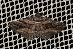 Chrysolarentia