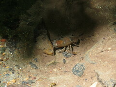 Cambarus bartonii cavatus