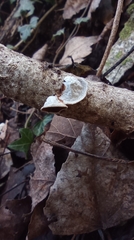Schizophyllum amplum