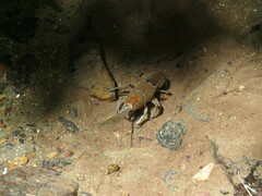 Cambarus bartonii cavatus