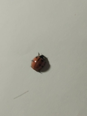 Harmonia axyridis