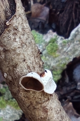 Schizophyllum amplum