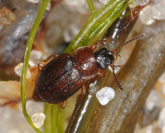 Anthobium atrocephalum