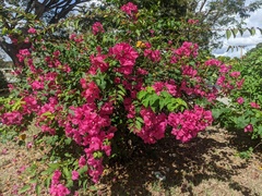 Bougainvillea glabra