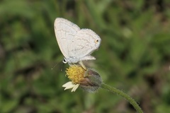 Catochrysops