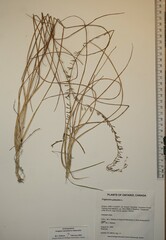 Triglochin palustris