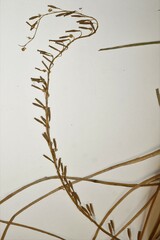 Triglochin palustris