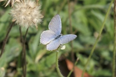 Catochrysops