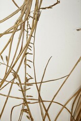 Triglochin palustris