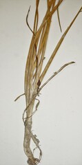 Triglochin palustris