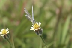 Catochrysops
