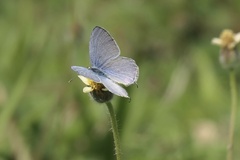 Catochrysops