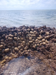 Palythoa tuberculosa