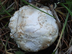 Amanita magniverrucata
