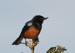 Diglossa gloriosissima