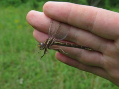 Phanogomphus lividus